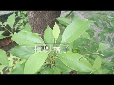 樟樹味道|【樟樹味道】揭秘樟樹迷人氣息：它的味道秘密與鑑別妙法